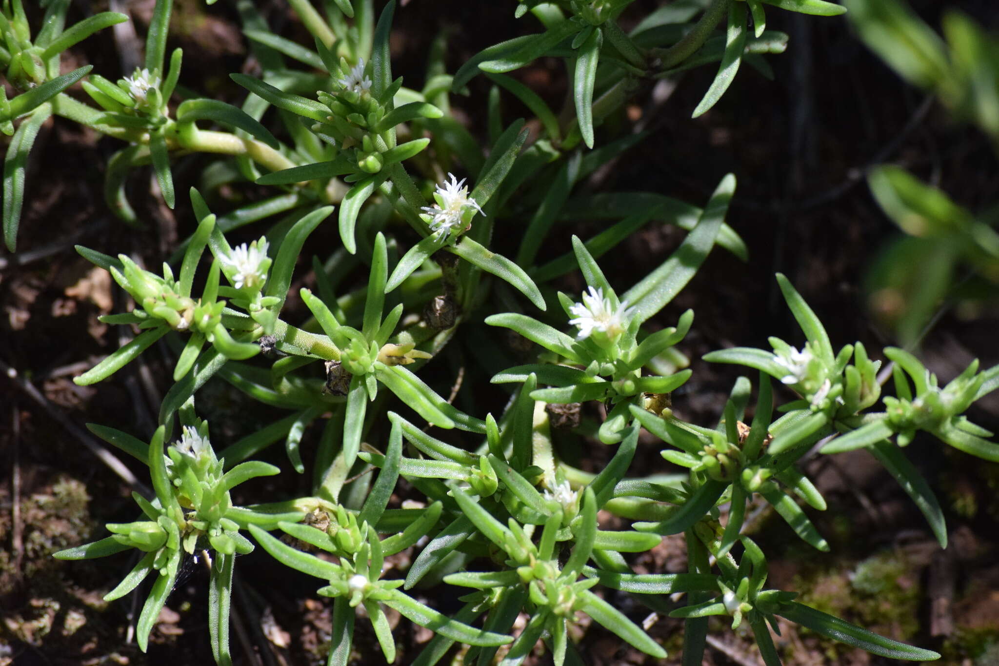 Imagem de Delosperma herbeum (N. E. Br.) N. E. Br.