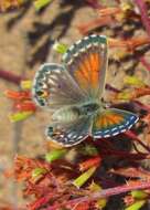 Слика од Pseudolucia chilensis (Blanchard 1852)