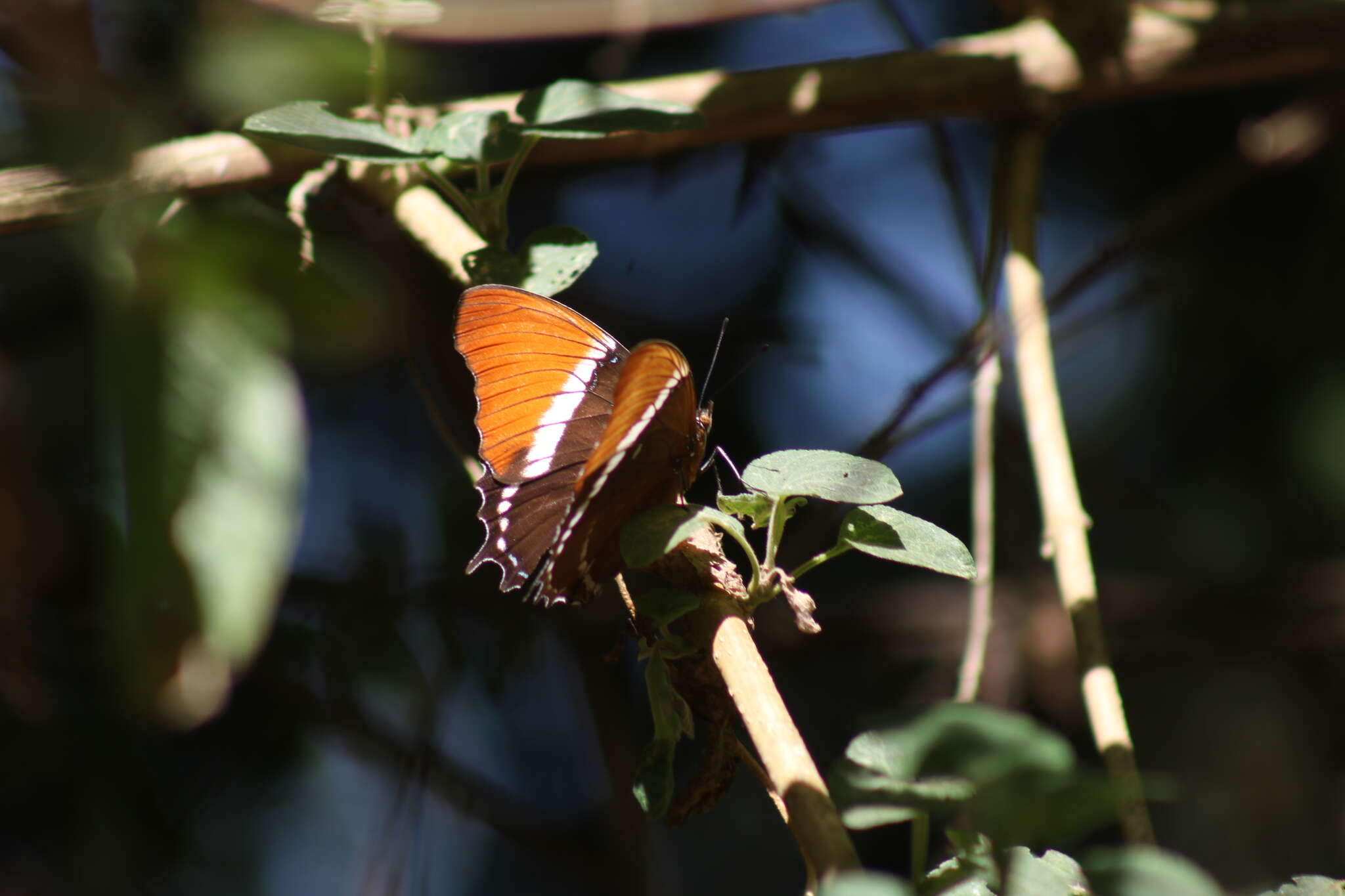 Image de Siproeta epaphus epaphus