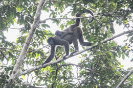 Image of Woolly monkey