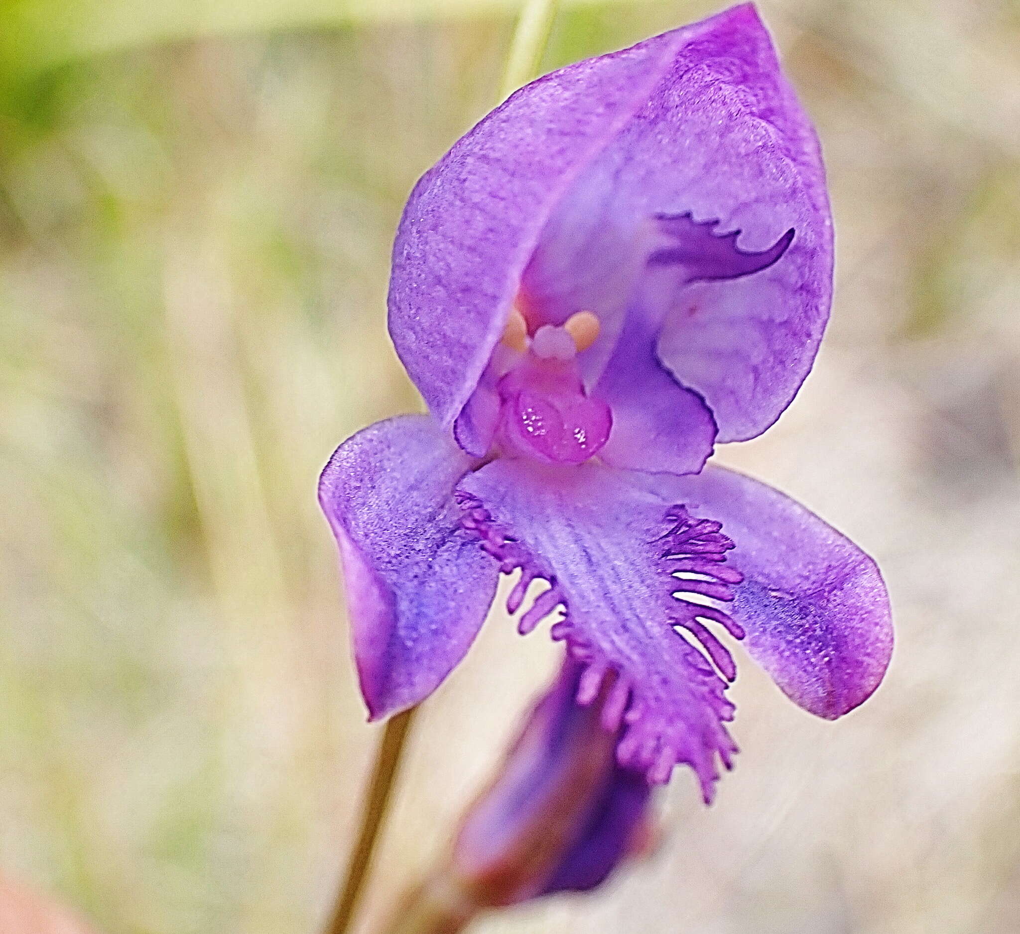 Image of Disa hians (L. fil.) Spreng.