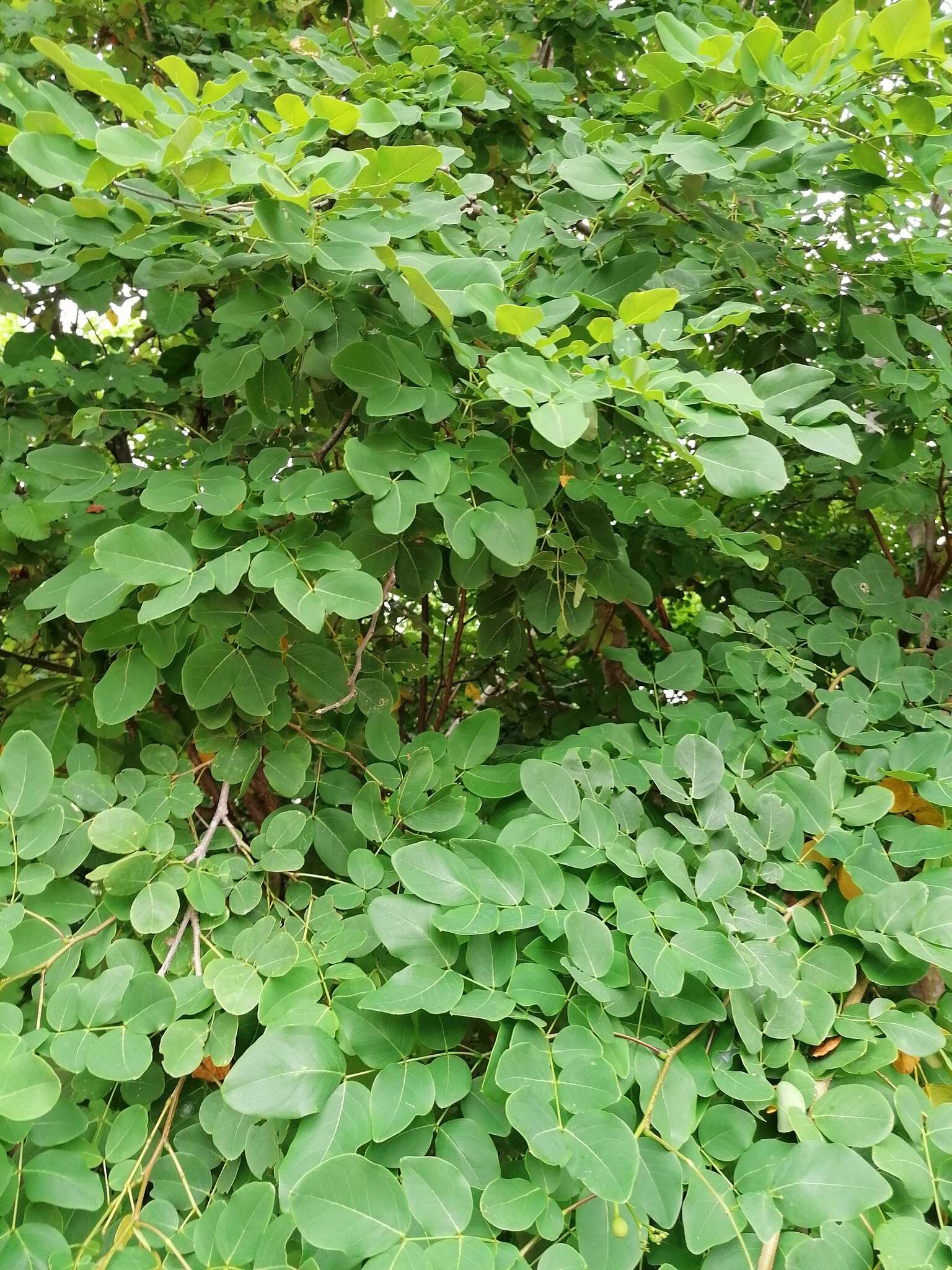 Plancia ëd Leucaena macrophylla Benth.