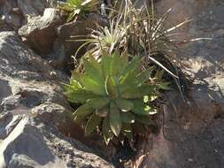 Agave xylonacantha Salm-Dyck resmi