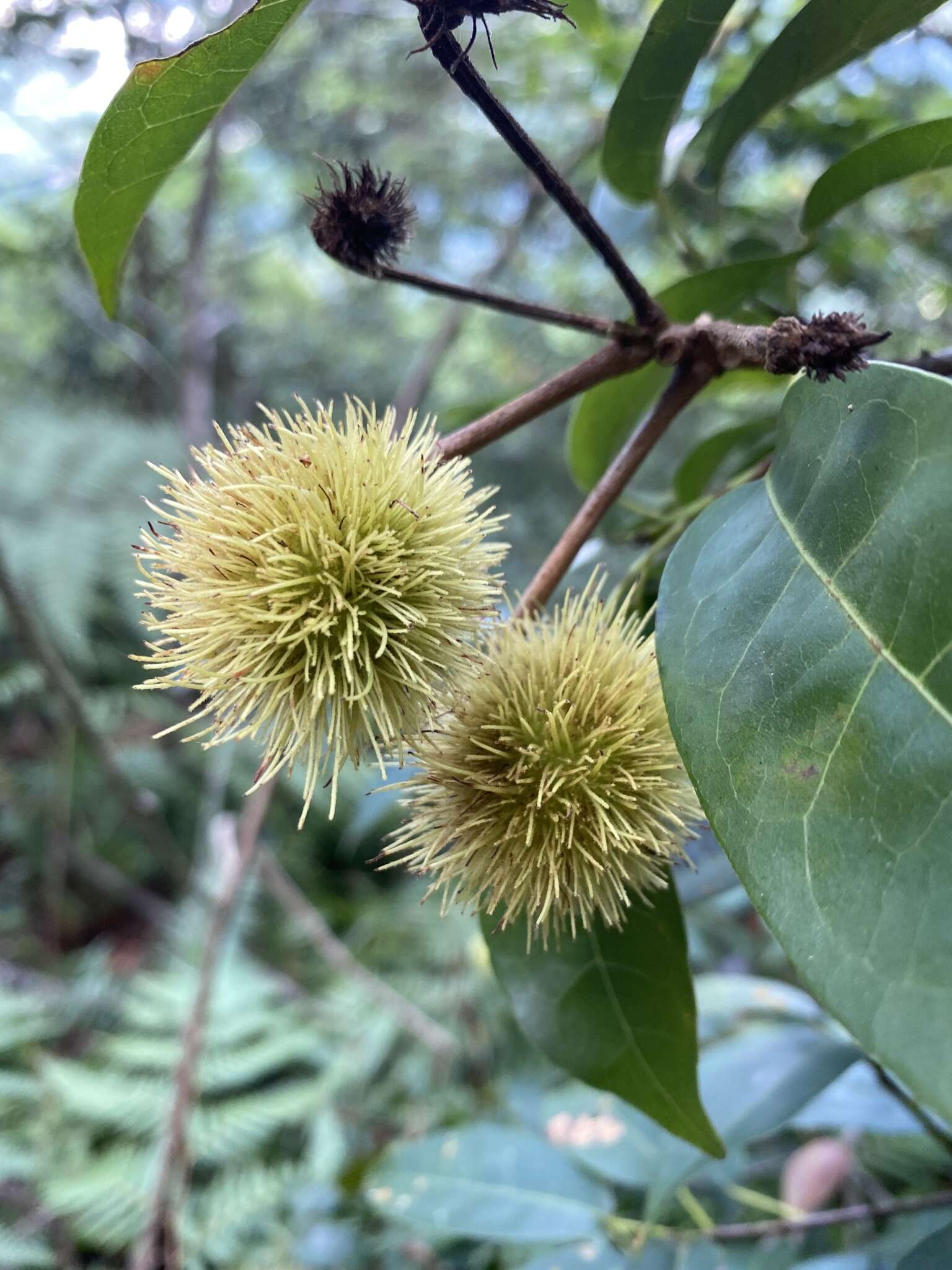 Image of Sloanea sinensis (Hance) Hemsl.