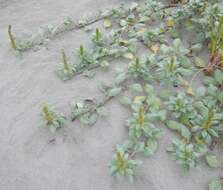 Image of silver bur ragweed