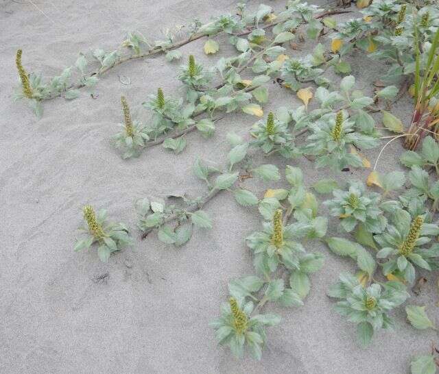 Image of silver bur ragweed