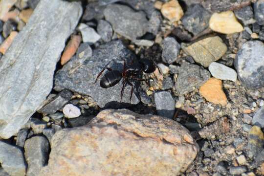 Plancia ëd Camponotus herculeanus (Linnaeus 1758)