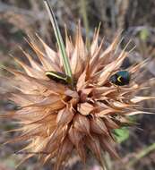 Image of Cosmopepla decorata (Hahn 1834)