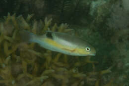 Image of Darkstripe tuskfish