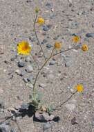 Image of hairy desertsunflower