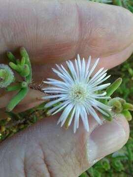 Image of Drosanthemum calycinum (Haw.) Schwant.