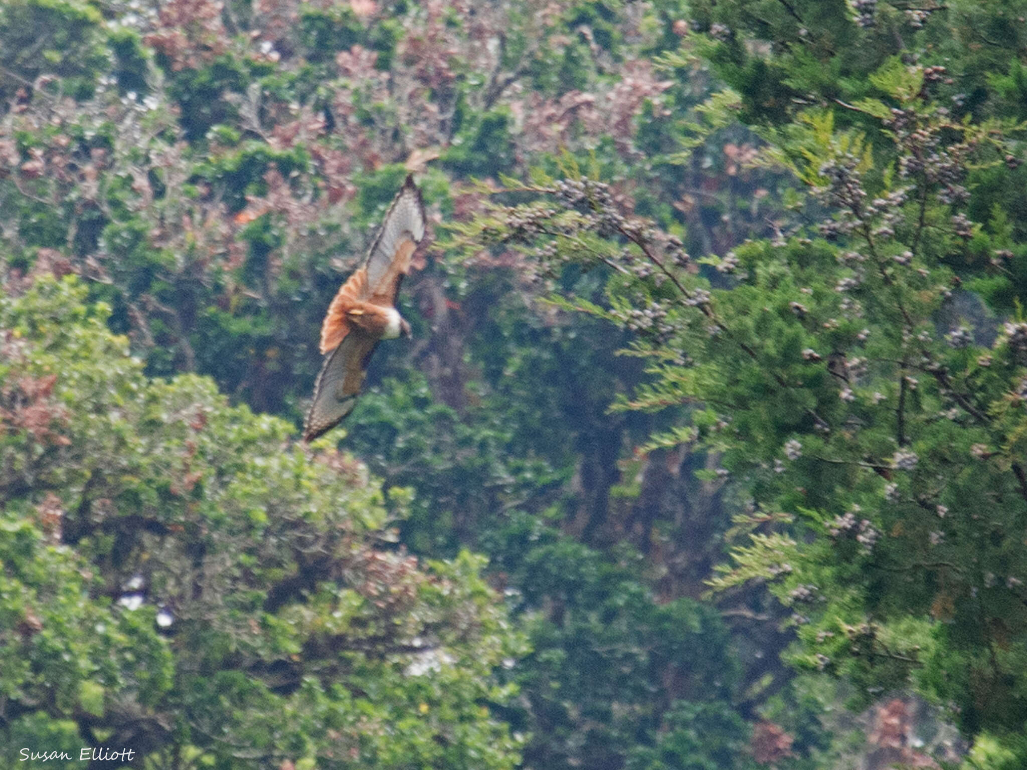 Buteo jamaicensis costaricensis Ridgway 1874 resmi