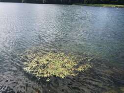 Image of pondweed