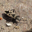 صورة Lasiocoris crassicornis (Lucas 1849)