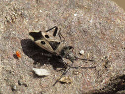 صورة Lasiocoris crassicornis (Lucas 1849)