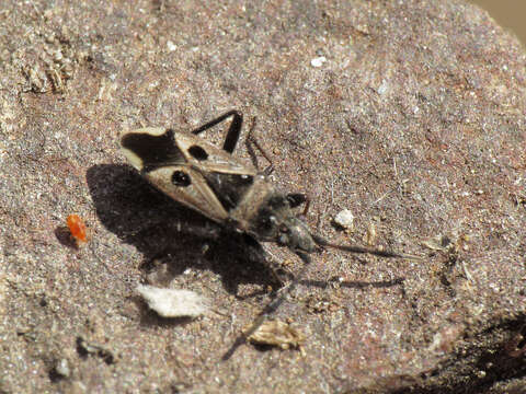 Image of Lasiocoris crassicornis (Lucas 1849)