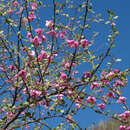 Bougainvillea berberidifolia Heimerl resmi