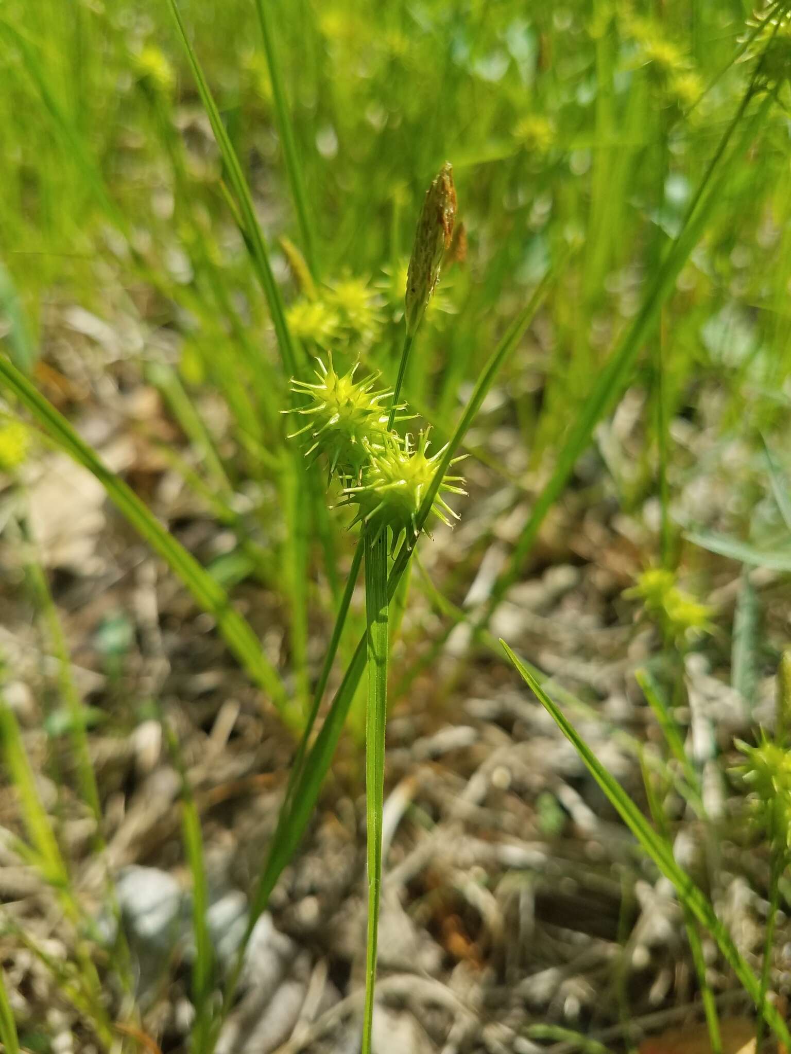 Image of greenstar sedge