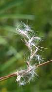 Imagem de Schizachyrium stoloniferum Nash