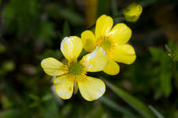 Imagem de Ranunculus formosamontanus Ohwi