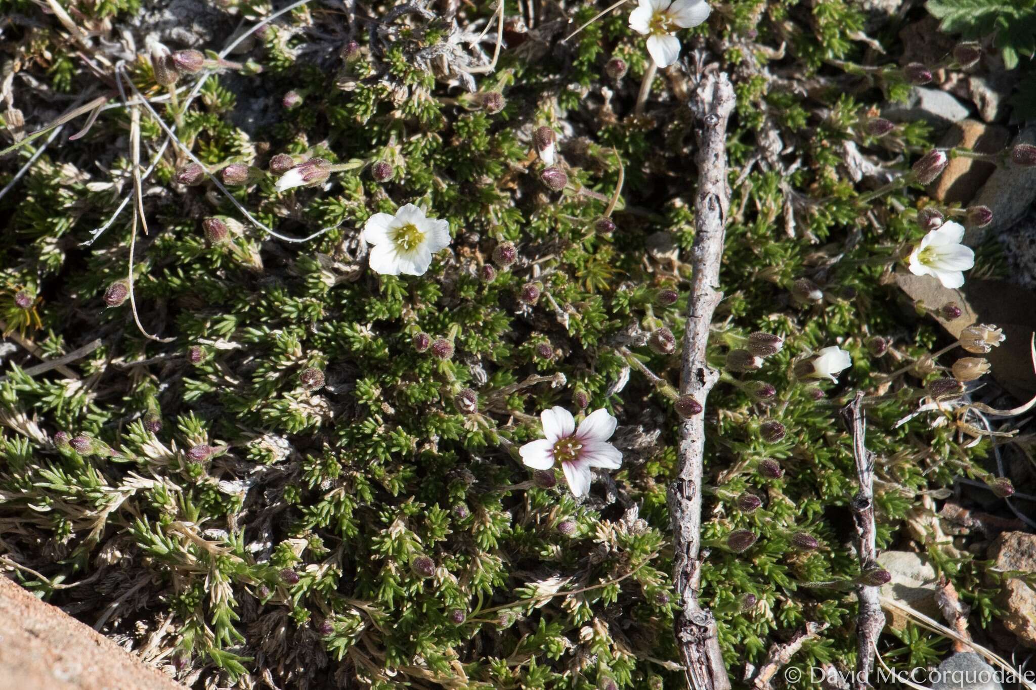 Plancia ëd Cherleria obtusiloba (Rydb.) A. J. Moore & Dillenb.