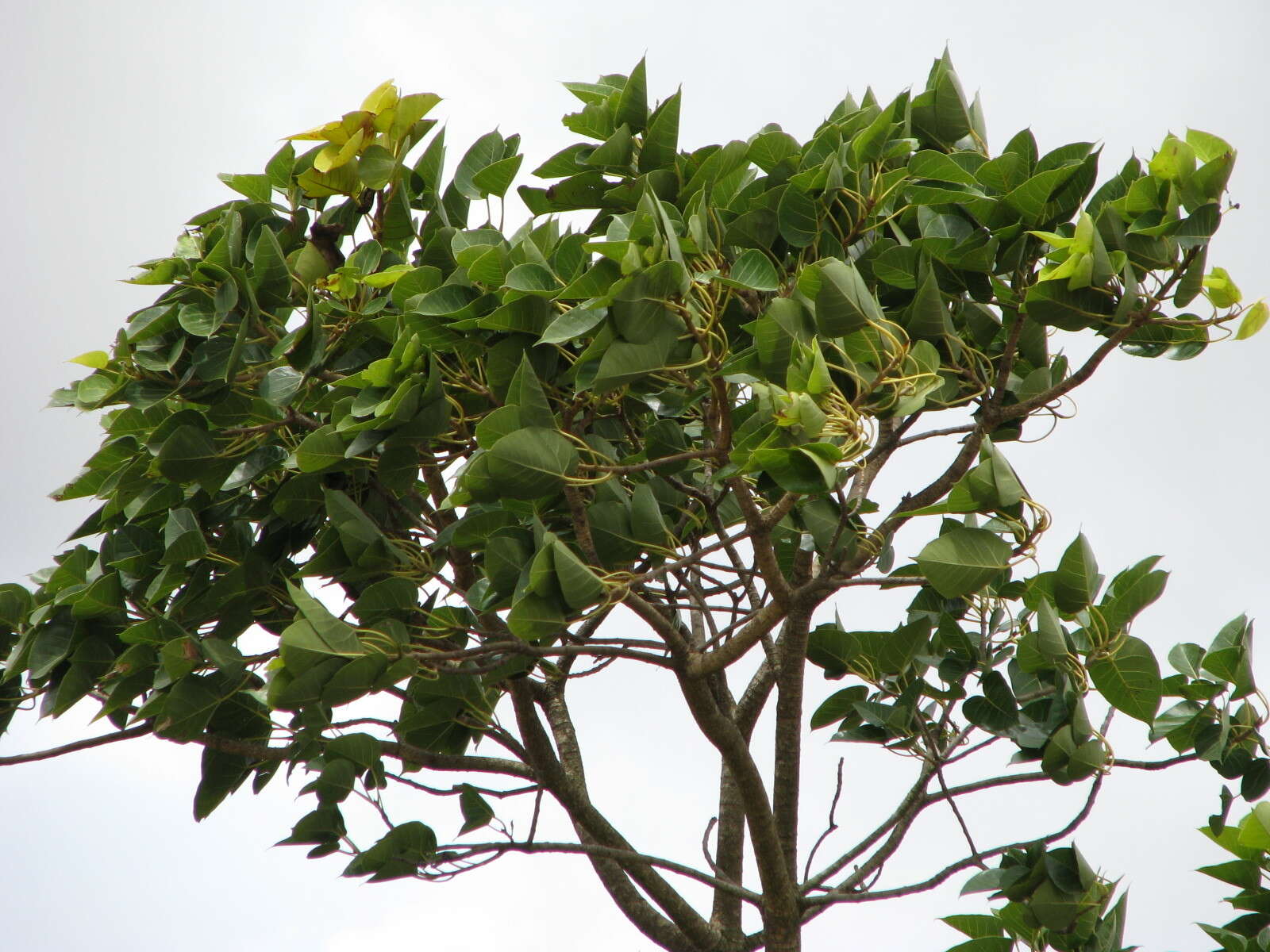 Image of Ficus arnottiana (Miq.) Miq.