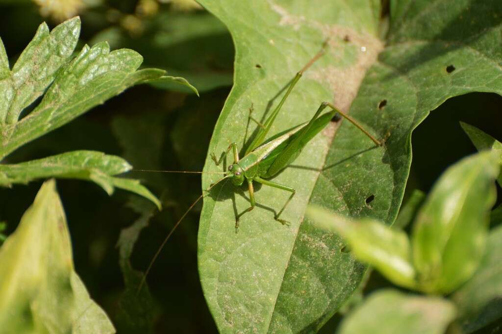 Theudoria melanocnemis (Stål 1861)的圖片