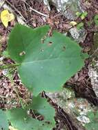 Image of Cossatot Mountain leafcup