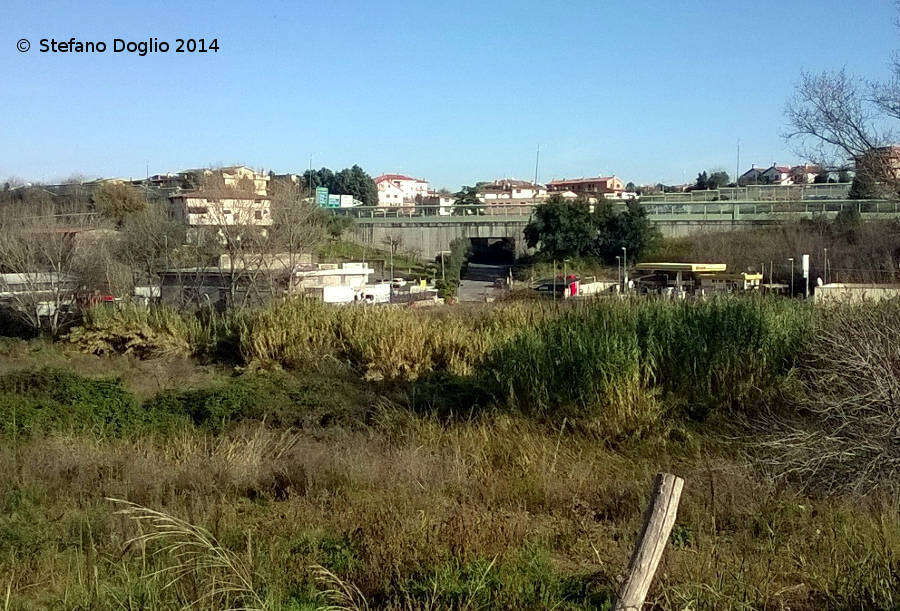 صورة Arundo donax L.