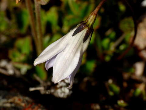 Image of Wahlenbergia pygmaea subsp. pygmaea