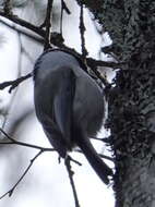 Image of Willow Tit