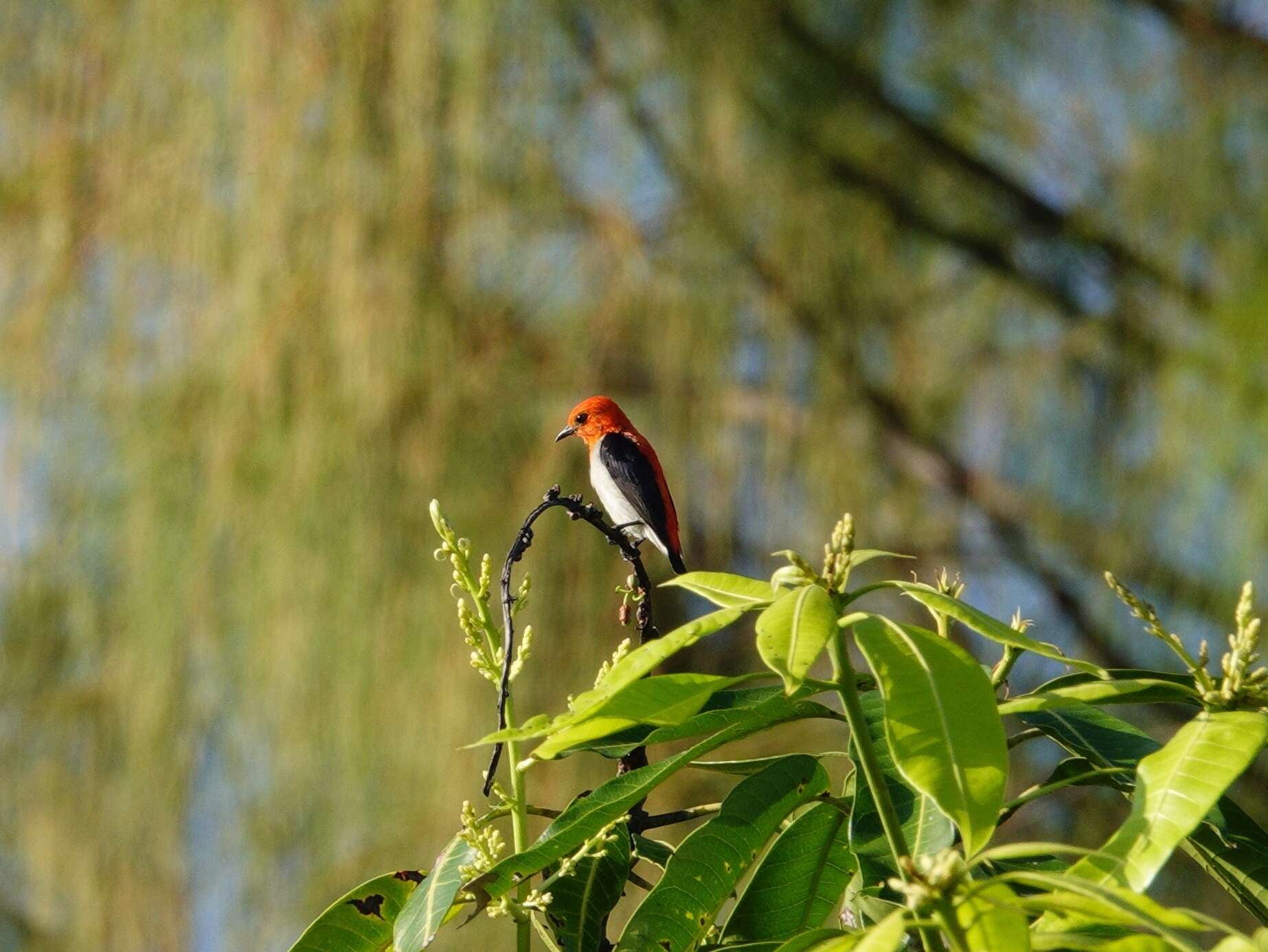 Image of Scarlet-headed Flowerpecker