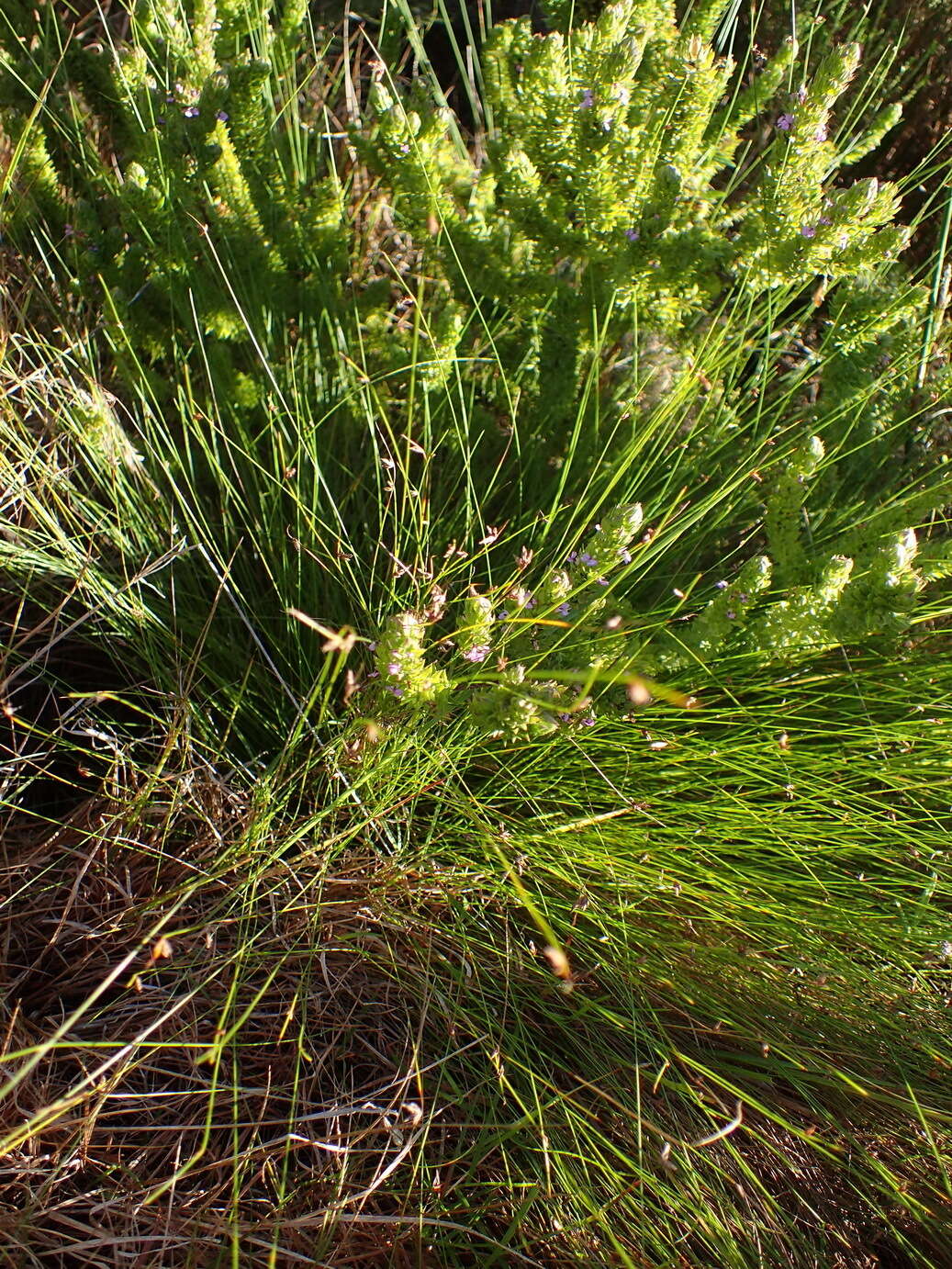 Image of Ficinia acuminata (Nees) Nees