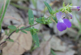 صورة Collinsia heterophylla Buist ex Graham