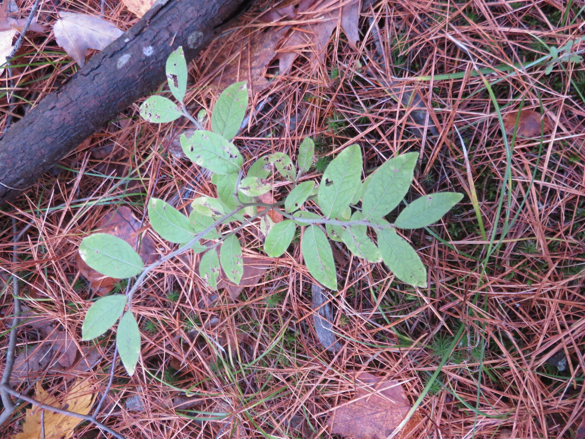 صورة Vaccinium myrtilloides Michx.