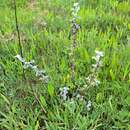 Слика од Helichrysum pandurifolium Schrenk