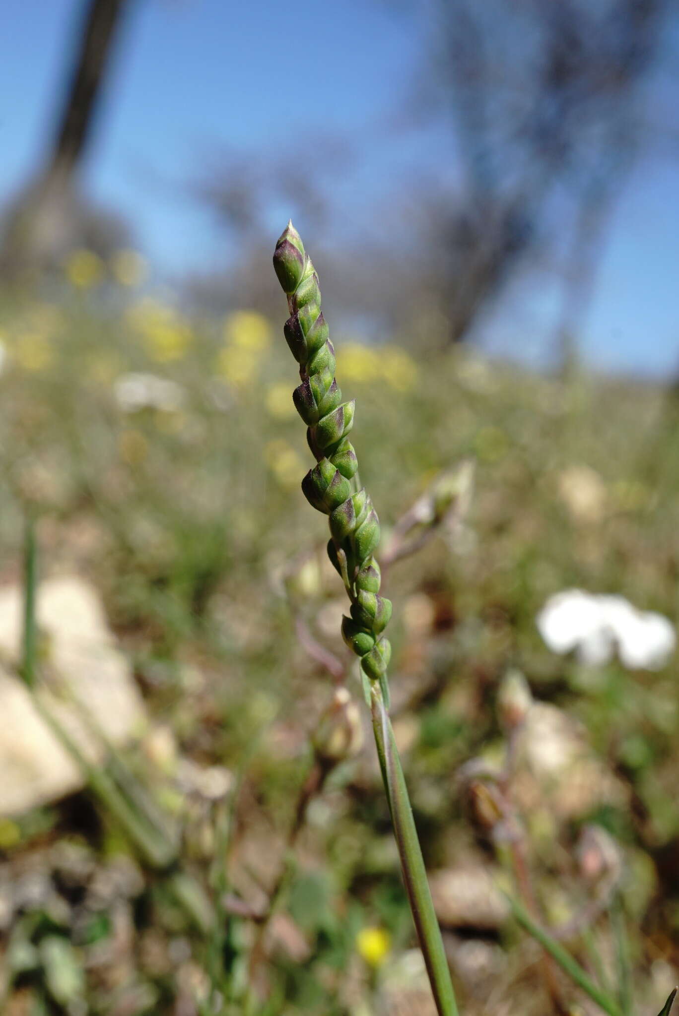 Слика од Briza humilis M. Bieb.