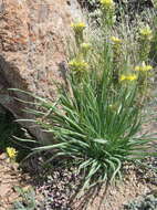 صورة Bulbine abyssinica A. Rich.