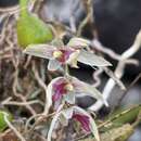 Image of Bulbophyllum roseopictum J. J. Verm., Schuit. & de Vogel