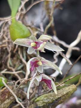 Слика од Bulbophyllum roseopictum J. J. Verm., Schuit. & de Vogel