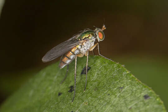 Imagem de Dolichopus variabilis Loew 1861