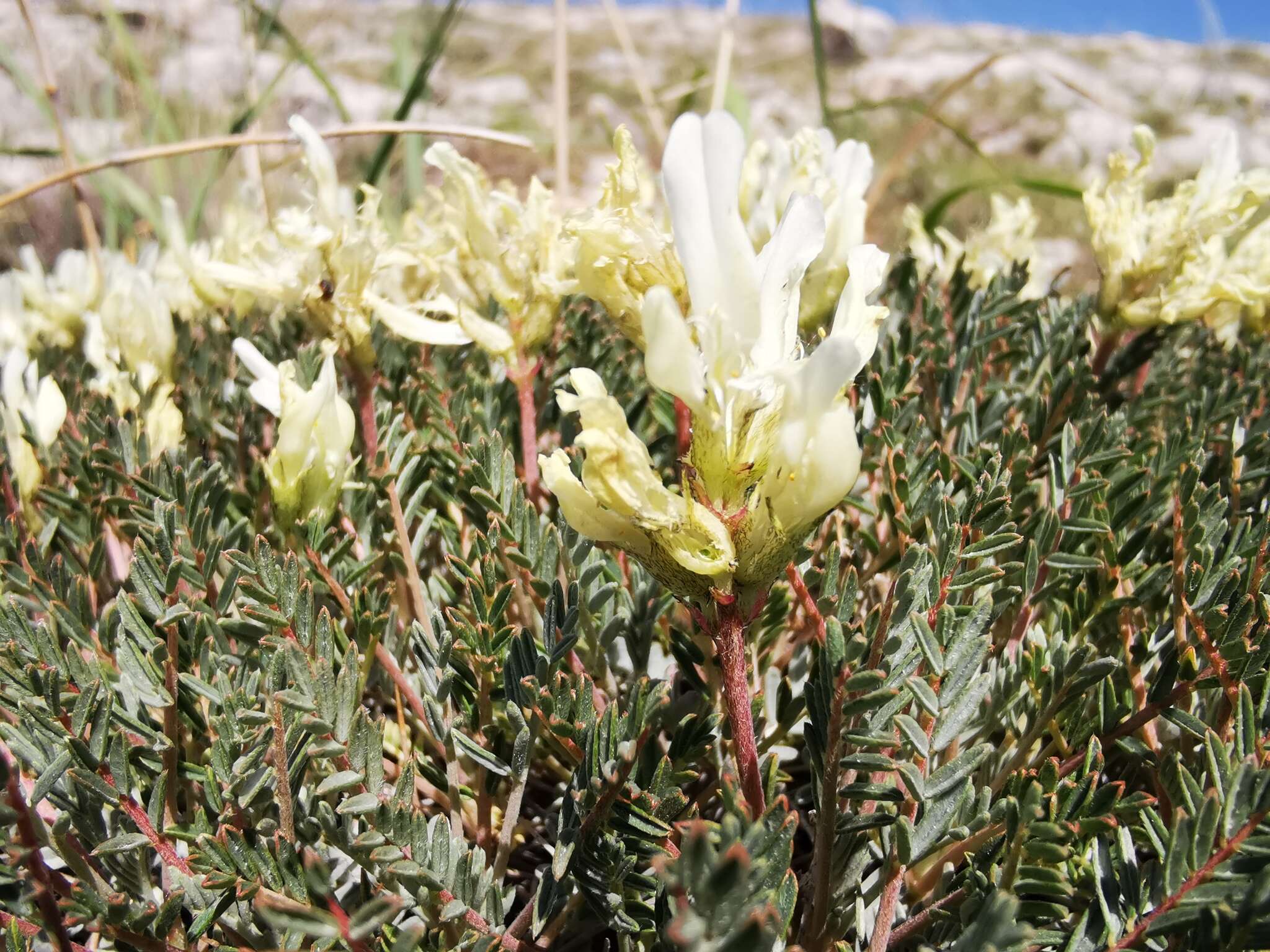 Image of Astragalus angustifolius Lam.