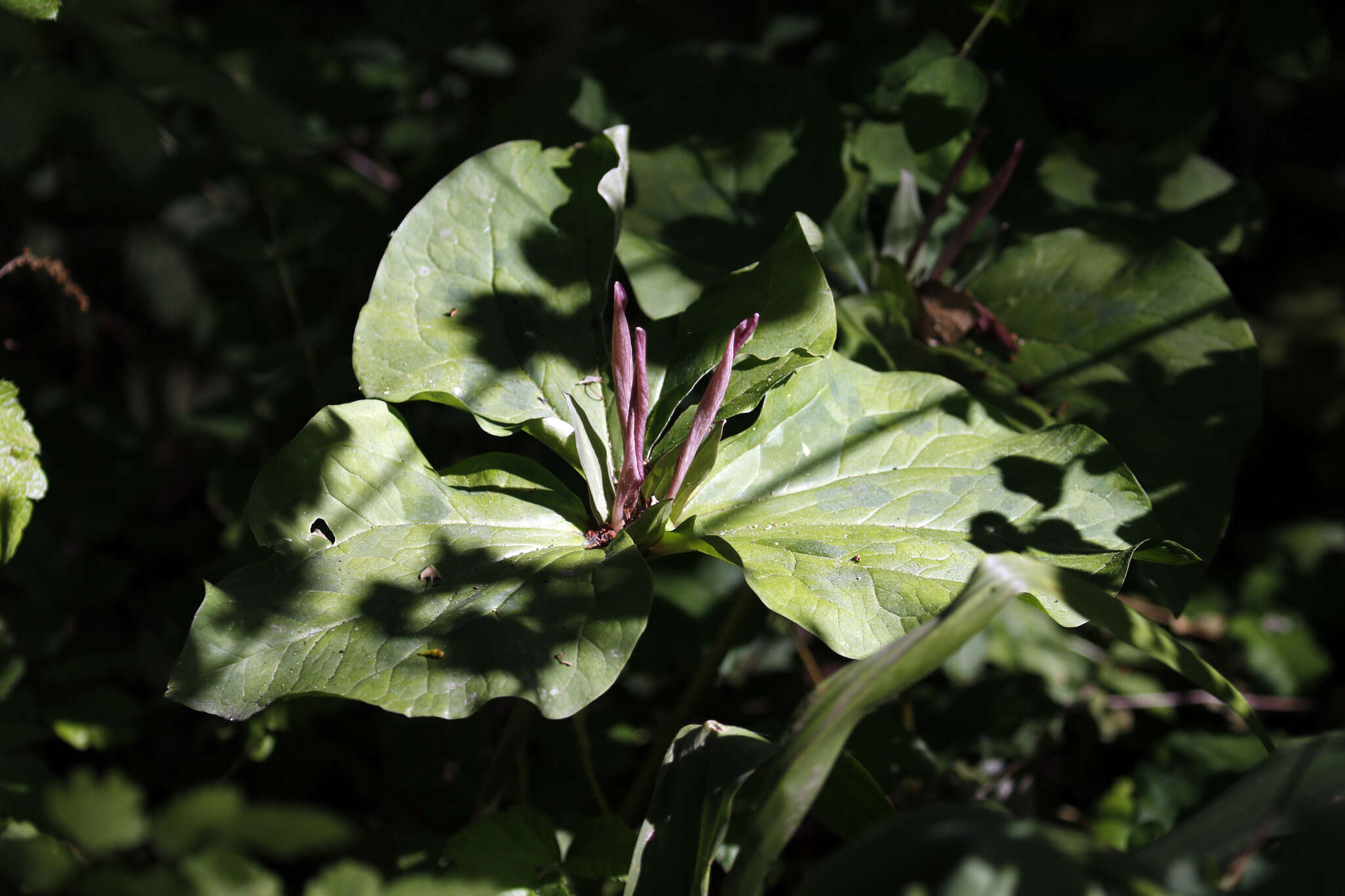 Imagem de Trillium chloropetalum (Torr.) Howell