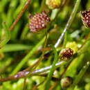 Image of Cotula filifolia Thunb.