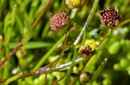 Image of Cotula filifolia Thunb.