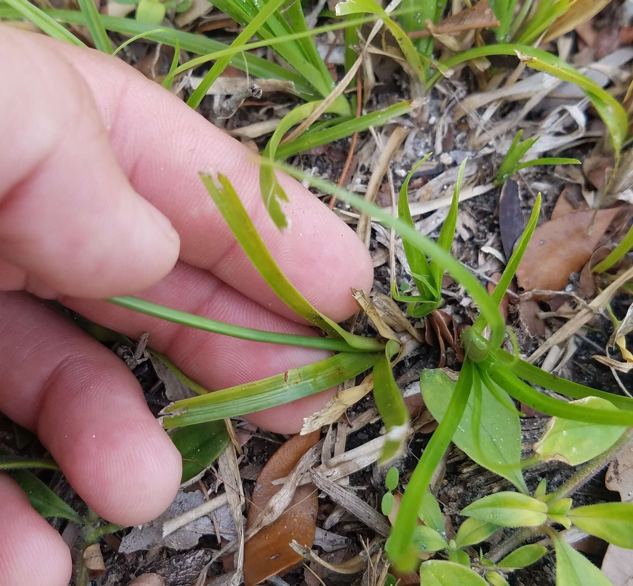 Imagem de Cyperus croceus Vahl