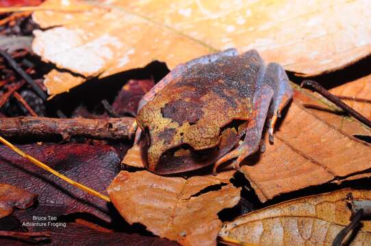 Image of Lowland Litter Frog