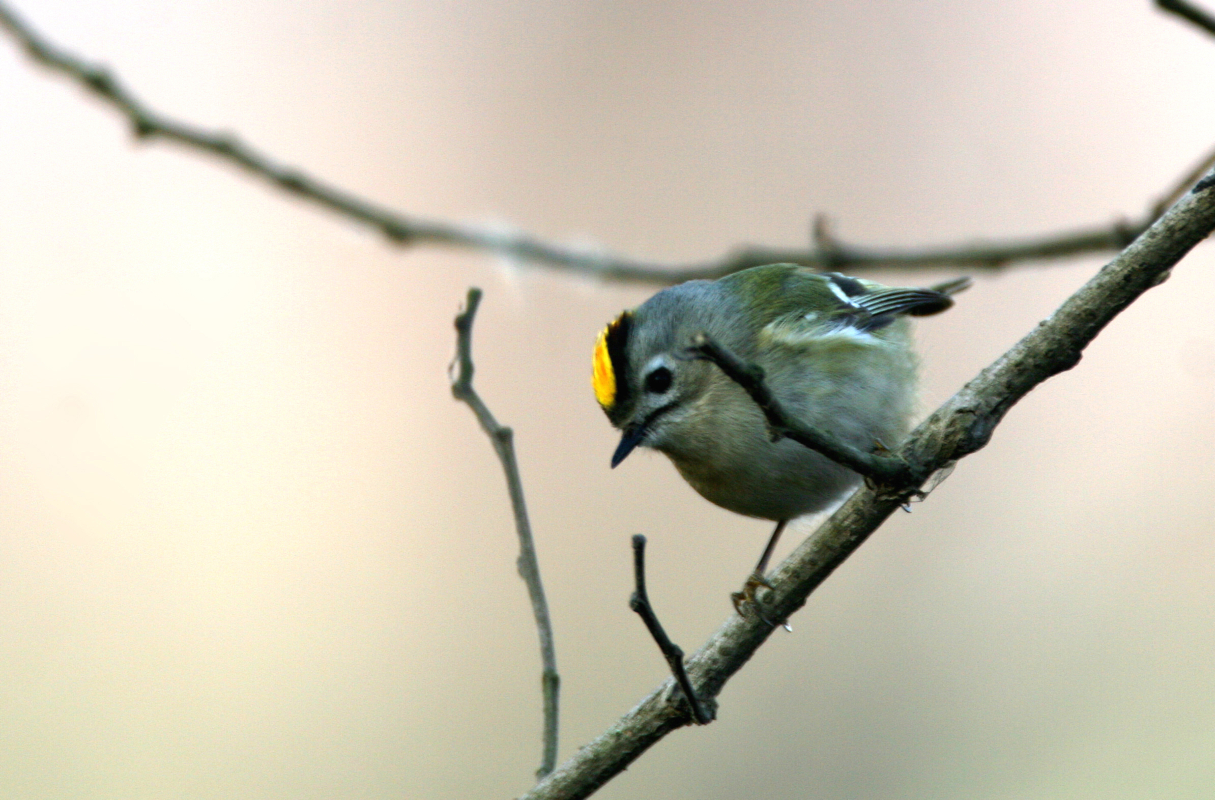 Image of Firecrest