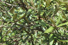 Image of Quercus crassipes Bonpl.