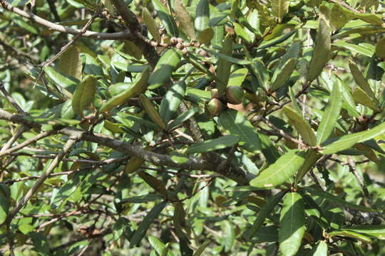 Imagem de Quercus crassipes Bonpl.